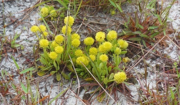 Polygala Species,Candyroot, Dwarf Milkwort, Low Bachelors Buttons