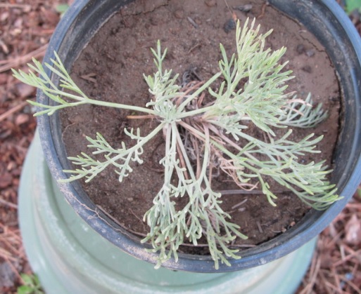 Western Sagebrush, Field Sagewort