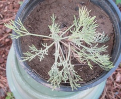 Western Sagebrush, Field Sagewort
