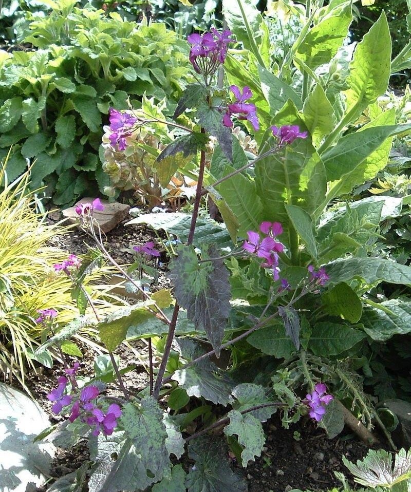 Money Plant Rosemary Verey