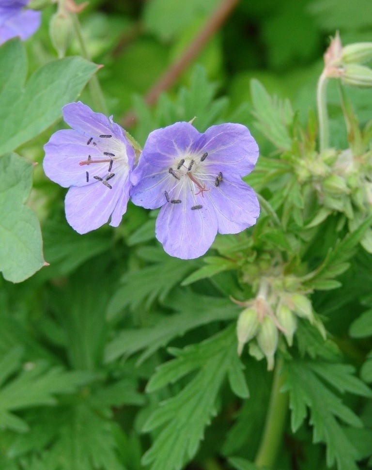 Geranium, Cranesbill, Hardy Geranium Orchid Blue