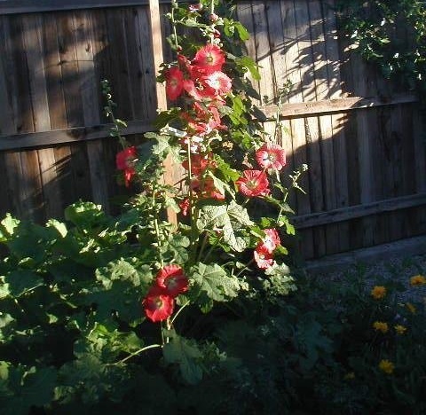 Alcea, Common Hollyhock, Garden Hollyhock Old Farmyard