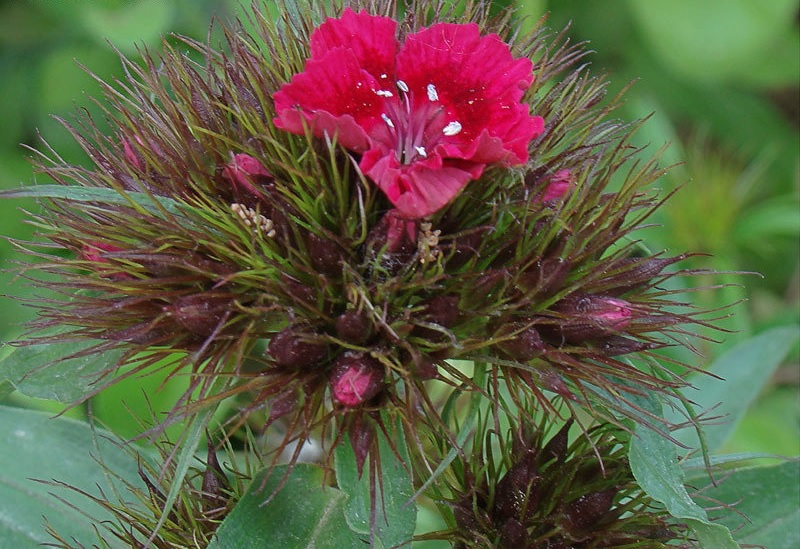 Dianthus, Sweet William Oeschberg
