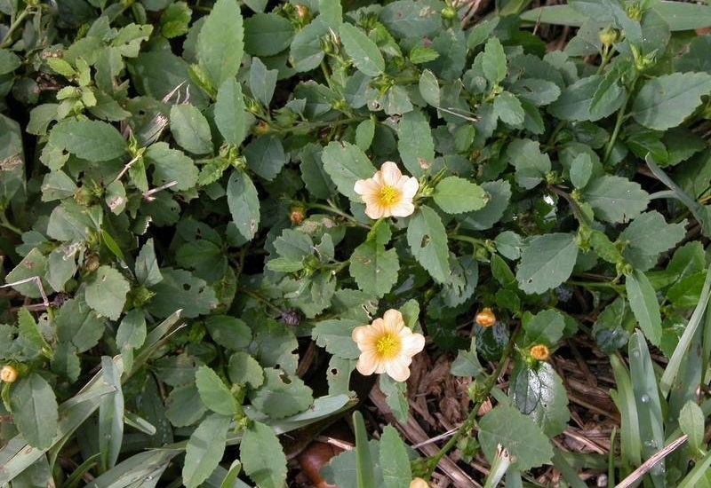 Common Fanpetals, Common Wireweed