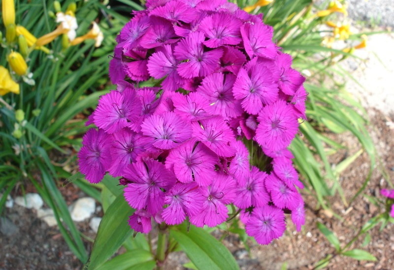Dianthus, Sweet William Amazon Neon Purple