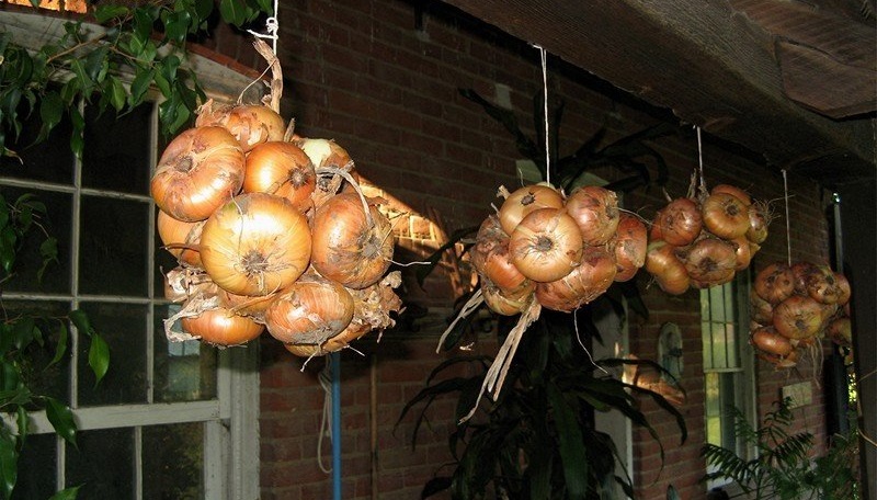 Allium, Garden Onion, Edible Onion Yellow Ebenezer