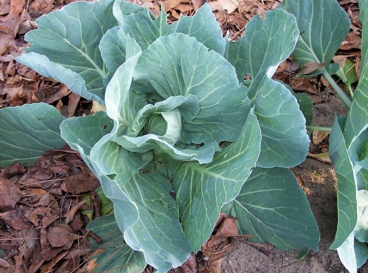 Cabbage Quick Start