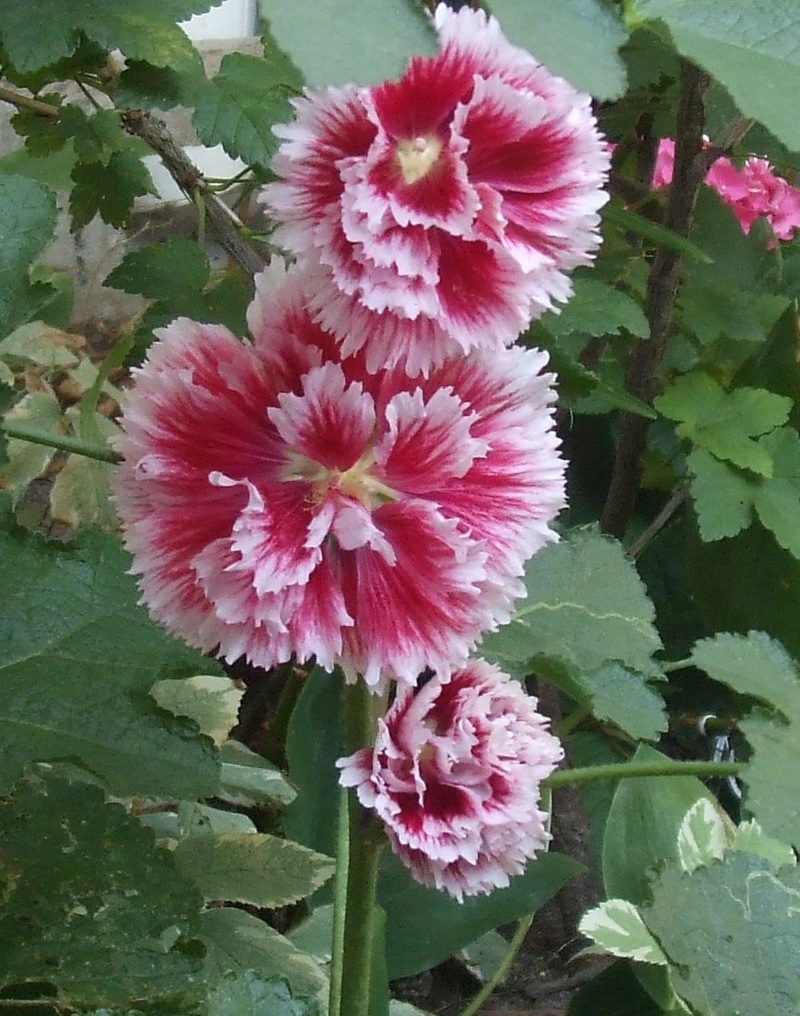 Alcea, Common Hollyhock, Garden Hollyhock Fiesta Time