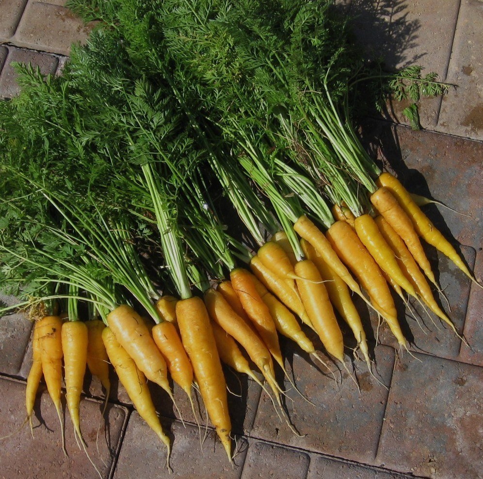 Carrot Amarillo