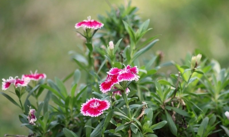Dianthus, Dwarf China Pinks, Dwarf Dianthus Super Parfait Raspberry