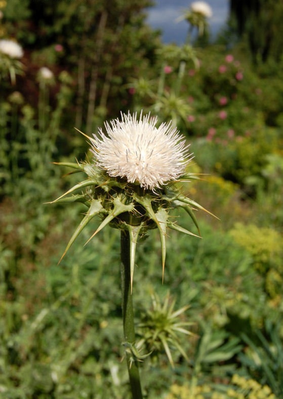 Milk Thistle, Marys Thistle Adriana