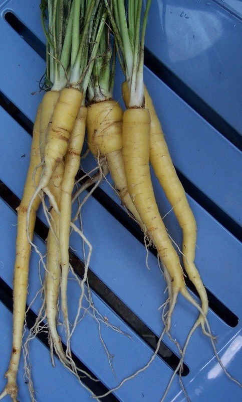Carrot Creme de Lite