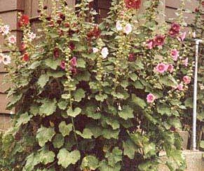 Alcea, Common Hollyhock, Garden Hollyhock Outhouse