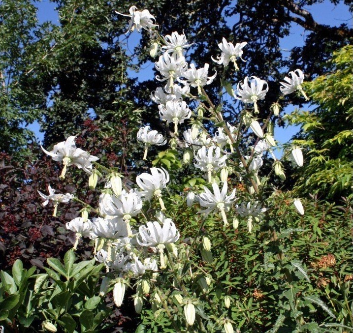 Michauxia Species, Michauxs Bellflower, Rough-Leaved Michauxia