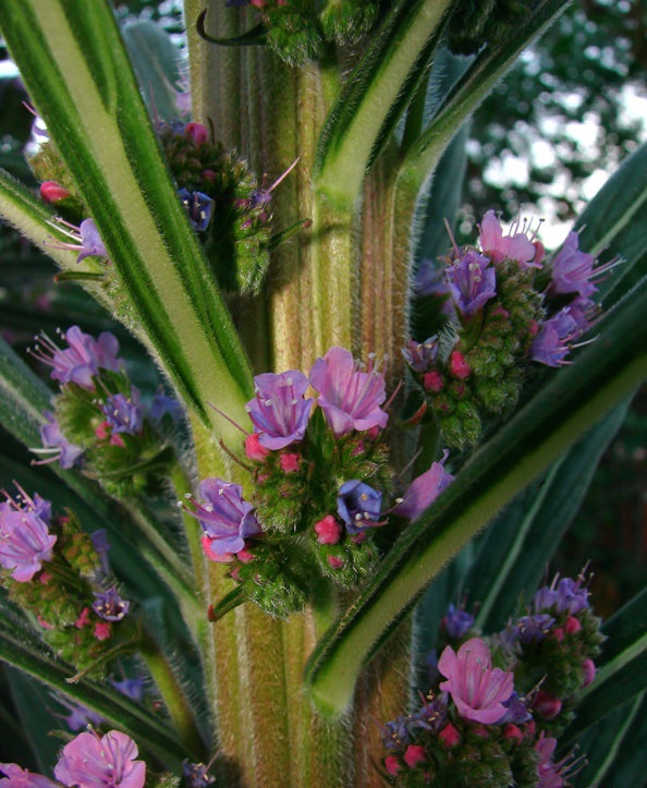 Echium Hybrid Mr. Happy