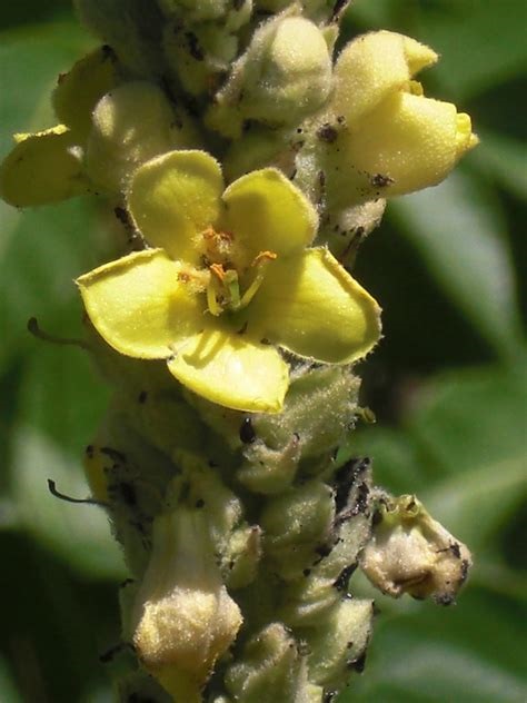 Species, Wild Verbascum, Mullein