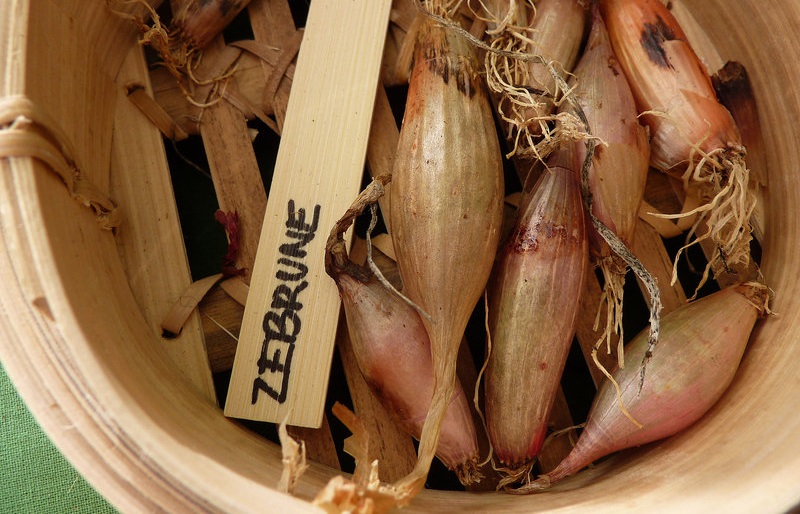 Allium, Shallot, Scallion Zebrune