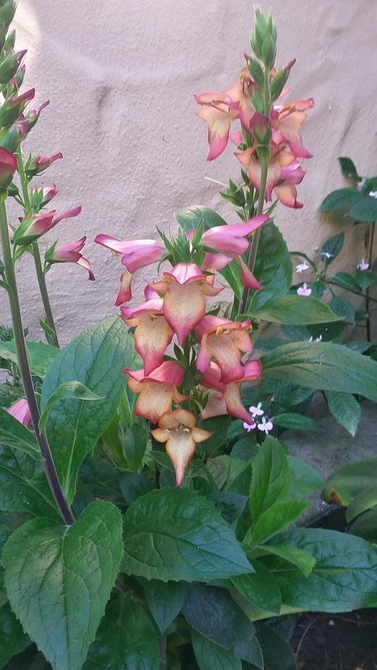 Digitalis Hybrid, Tropical Foxglove Illumination Pink