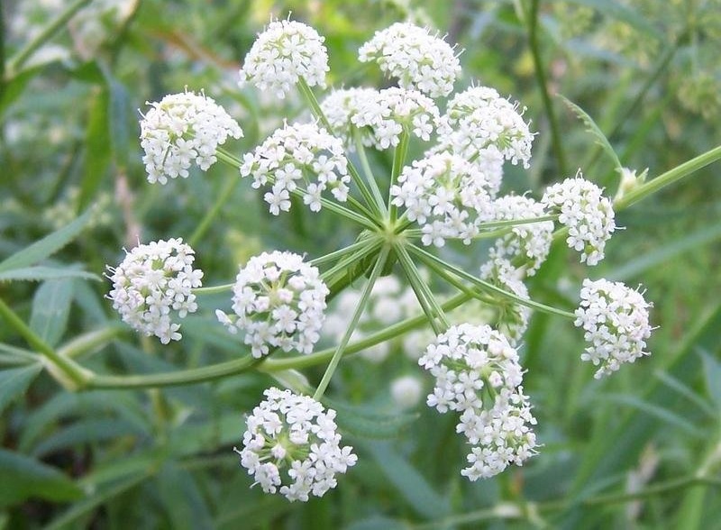 Spotted Water Hemlock, Spotted Cowbane