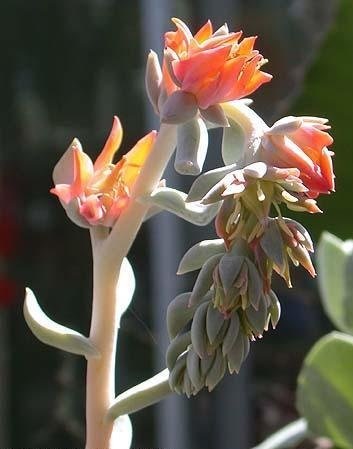 Echeveria Topsy Turvy