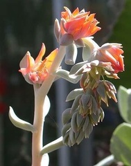 Echeveria 'Topsy Turvy'