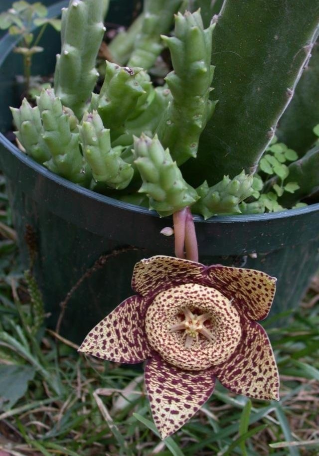 Ceropegia Species, Starfish Cactus, Toad Cactus