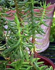 Crassula Species, Miniature Pine Tree