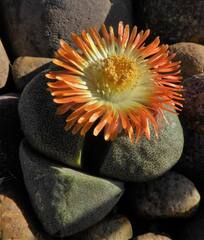Pleiospilos Species, Cleft Stone, Liver Plant, Mimicry Plant, Splitrock, Stone Plant,