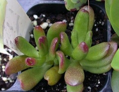Crassula, Dollar Plant, Jade Plant, Jade Tree, Money Tree 'Hobbit'