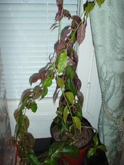 Pereskia Species, Barbados Gooseberry, Blade-Apple Cactus, Lemonvine, Rose Cactus