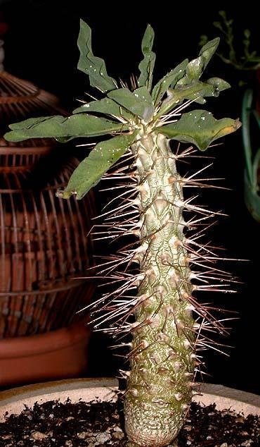 Pachypodium Species, Club Foot, Elephants Trunk, Half-Mans, Halfmen