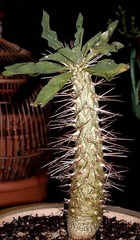 Pachypodium Species, Club Foot, Elephant's Trunk, Half-Man's, Halfmen
