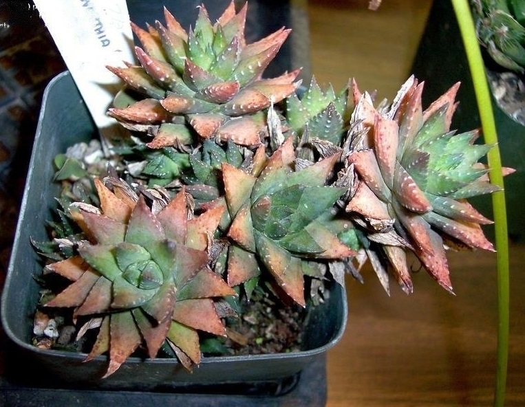 Zebra Plant, Zebra Haworthia