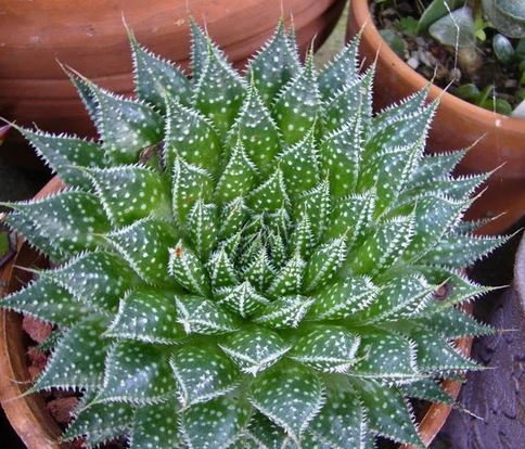 Aloe Species, Lace Aloe, Torch Plant
