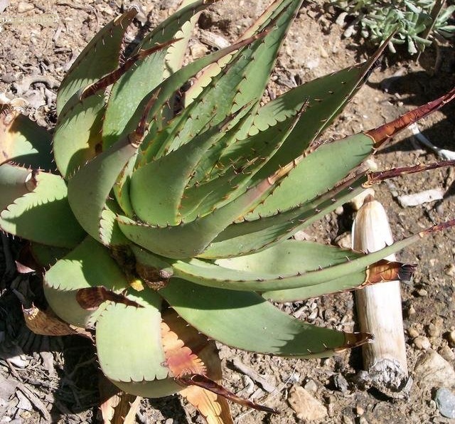 Aloe Species, Mountain Aloe, Snake Aloe