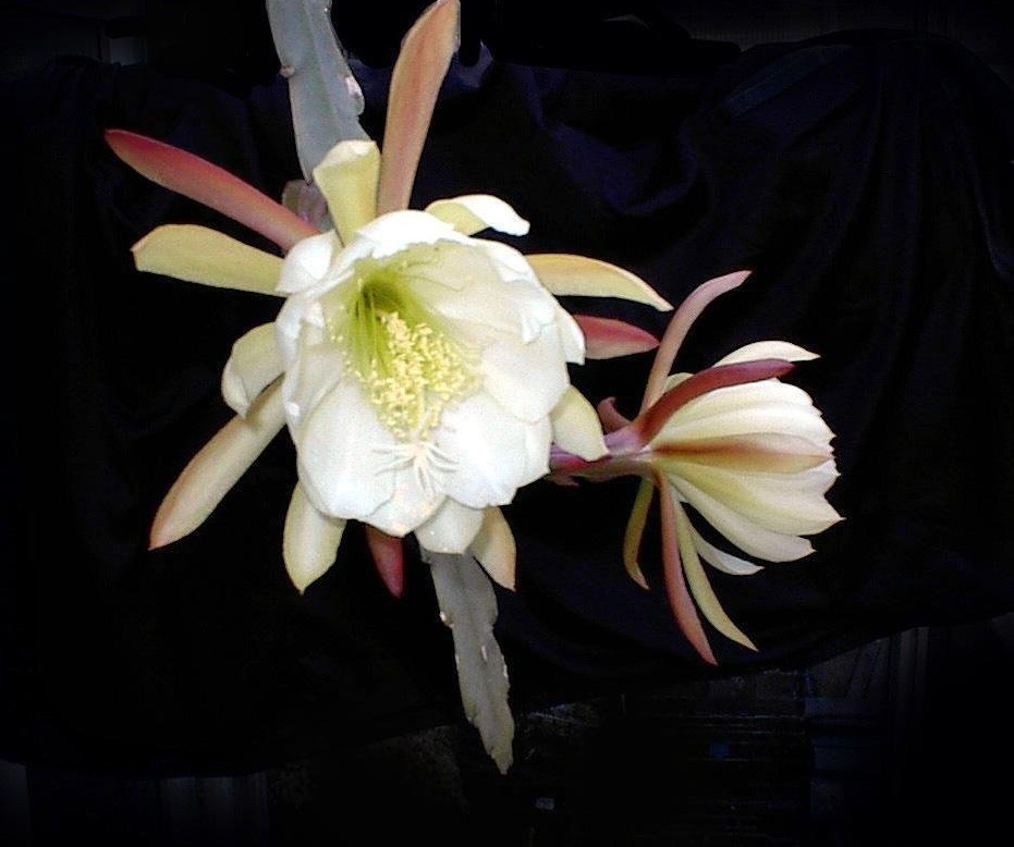 Crenate Orchid Cactus