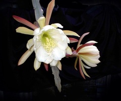 Crenate Orchid Cactus
