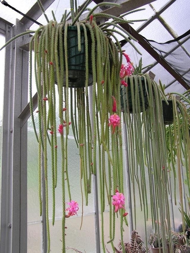 Disocactus Species, Floricuerno, Junco, Nopalillo, Rattail Cactus