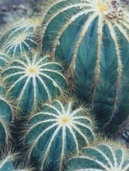 Parodia Species, Ball Cactus