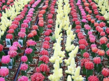 Gymnocalycium, Moon Cactus, Ruby Ball Hibotan
