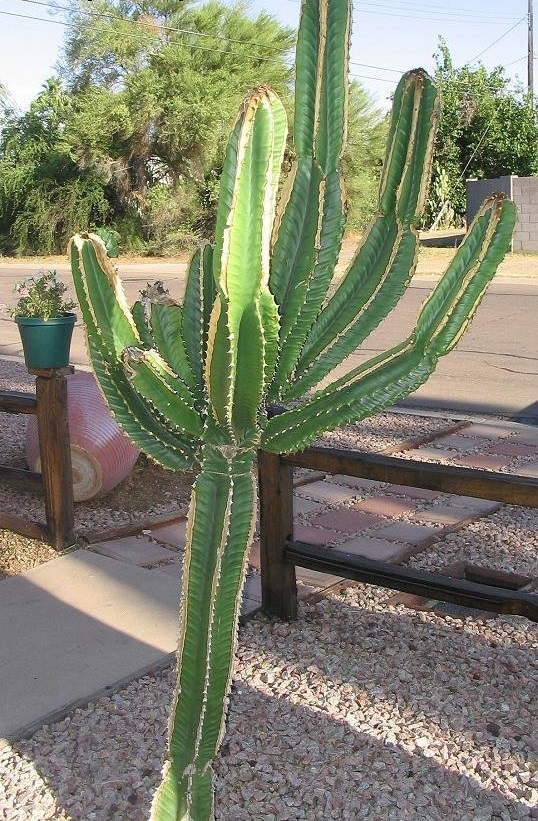 Euphorbia Species, Desert Candle