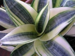 Sansevieria Species, Bird's Nest Snake Plant, Good Luck Plant 'Golden Hahnii'