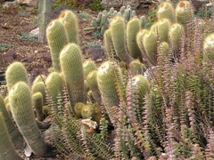 Parodia Species, Golden Ball, Lemon Ball, Yellow Tower