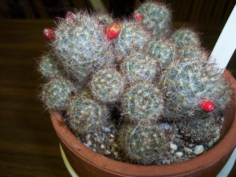 Texas Nipple Cactus