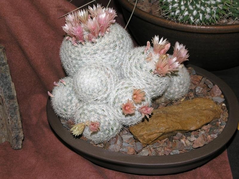 Mammillaria Species, Snowball Cactus