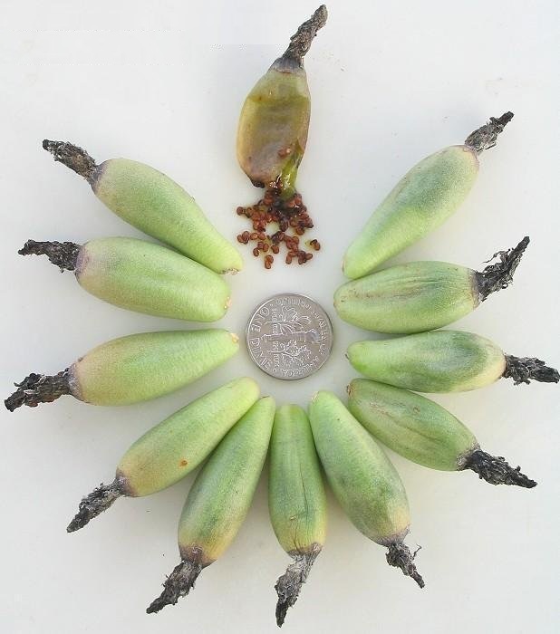 Purple Pincushion, Common Ball Cactus, Beehive Cactus