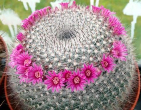 Old Lady Cactus