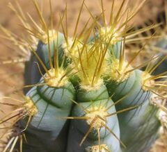 Pilosocereus Species, Blue Columnar Cactus, Facheiro Azul