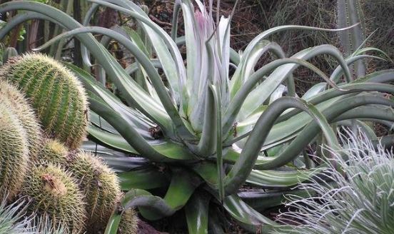 Agave Species, Octopus Agave, Amole, Century Plant, Maguey