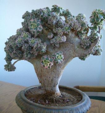 Aeonium Sunburst